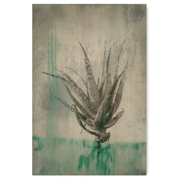 Sage Aloes 2