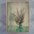 Sage Aloes - 3x A2 Art Prints