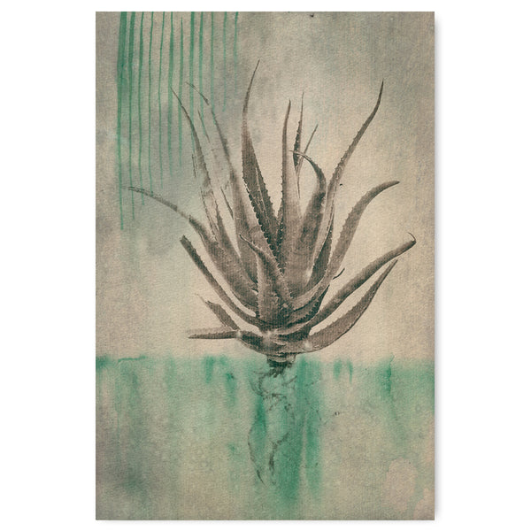 Sage Aloes 3