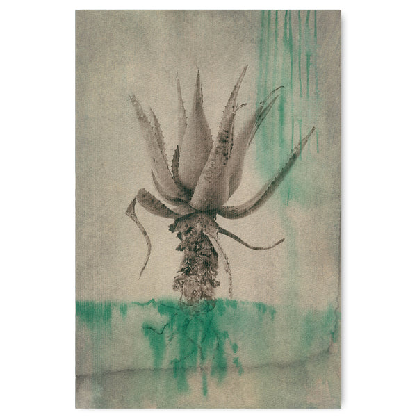 Sage Aloes 4