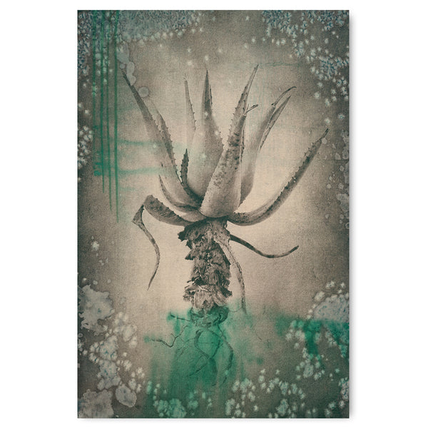 Sage Aloes 6