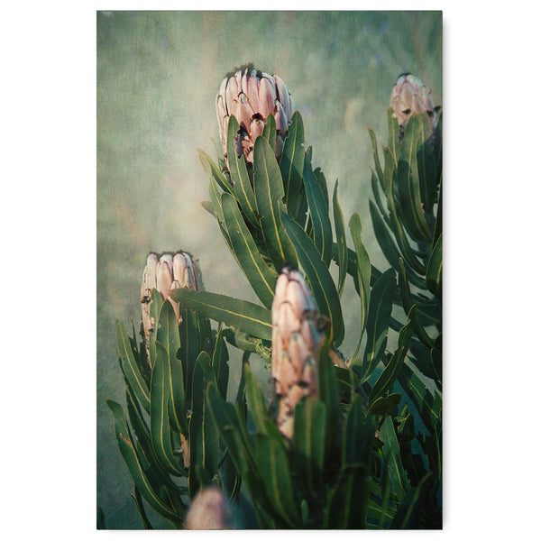 Wildflower 1