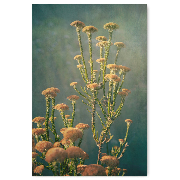 Wildflower 2