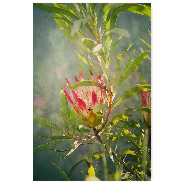 Wildflower 4