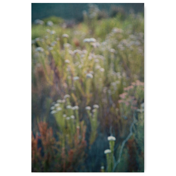 Wildflower Texture 1