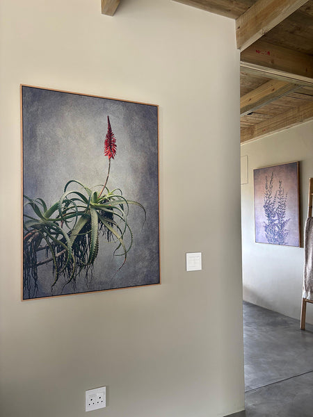 Aloe - A0 canvas print