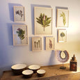 Fynbos Garden Gallery wall - 7x Medium Art prints