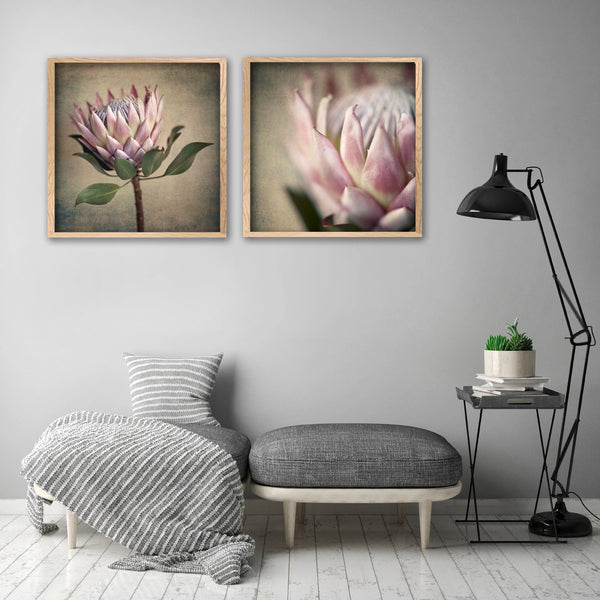Protea Still - 2x Square Art prints, set 1
