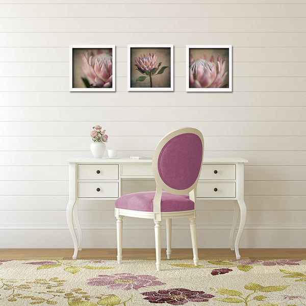 Protea Still - 3x Square Art prints, small