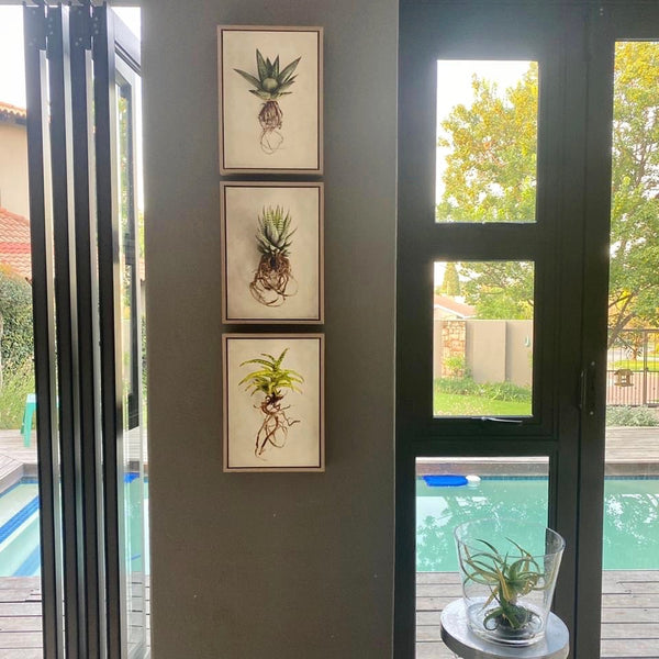 Succulent Study