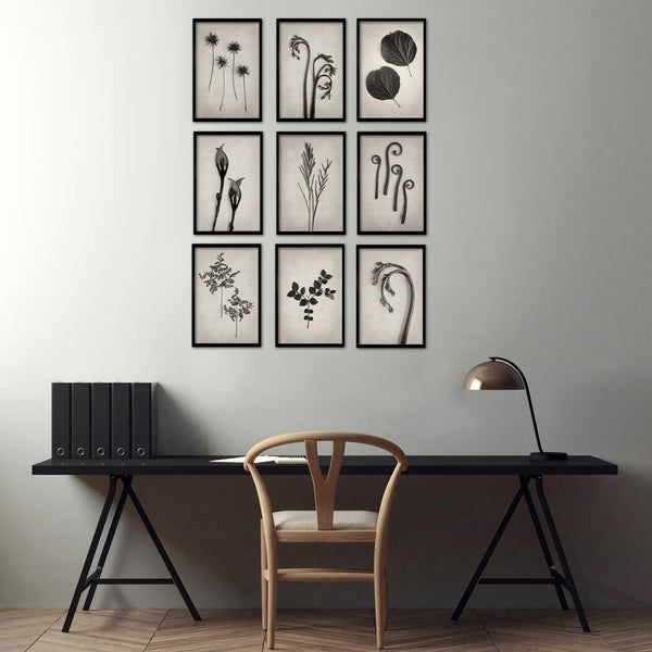 Art Forms in Nature - 9x A4 Art prints