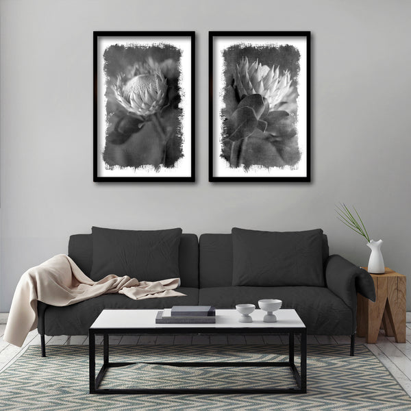 Brushed Blooms - 2x Large Art prints, Protea set 3