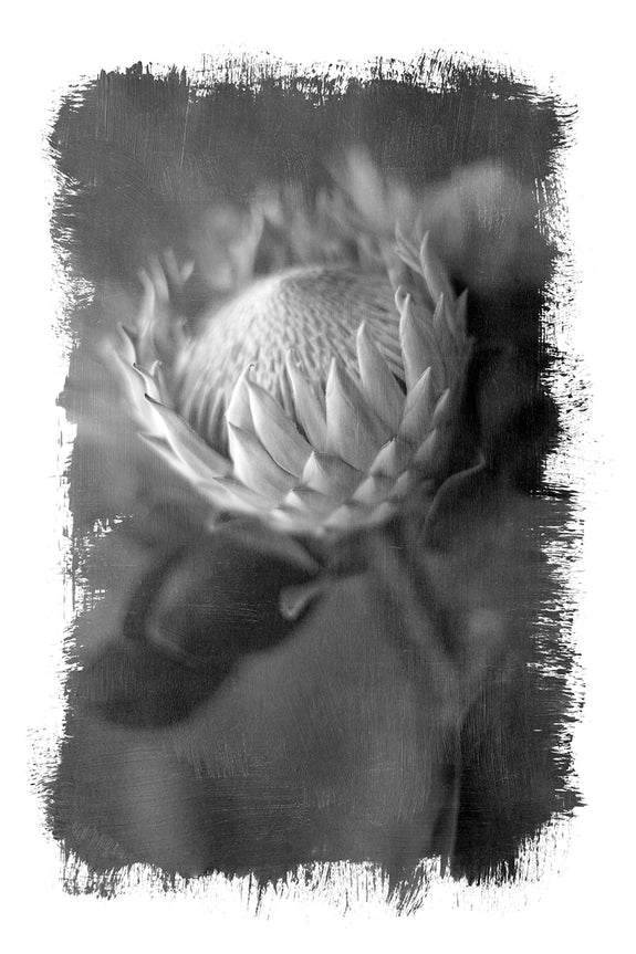 Brushed Blooms - 1x 60x90cm Art Print, Unframed - SALE
