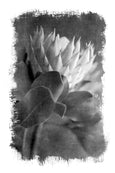Brushed Blooms - 1x Large Art print, Protea 2