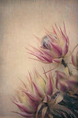 Blushing Brides - 2x Large Art prints
