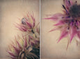 Blushing Brides - 2x Large Art prints