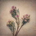 Blushing Brides - 3x Square Art prints