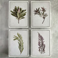 Fynbos Garden Gallery Wall - 10x Art prints
