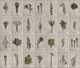 Fynbos Garden Gallery Wall - 10x Art prints