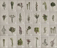 Fynbos Garden - 2x Large Art prints, set 1