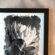 Brushed Blooms - 1x Large Art print, Protea 2