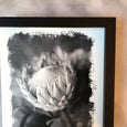 Brushed Blooms - 1x Large Art print, Protea 1