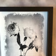 Brushed Blooms - 1x Large Art print, Peonies