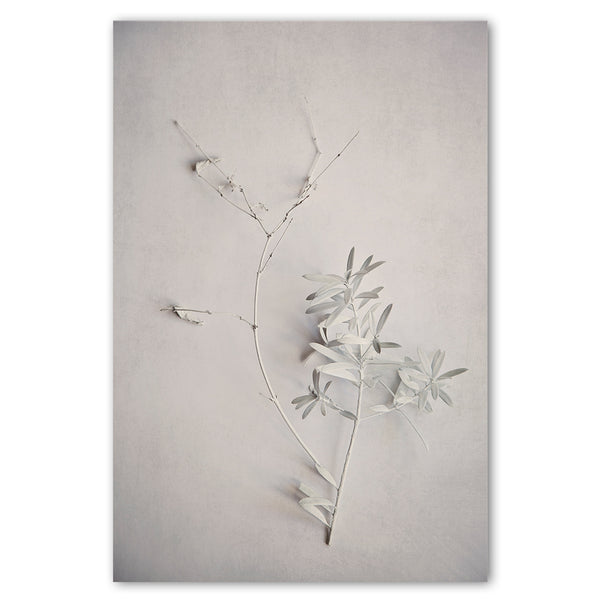Alabaster Forest 5