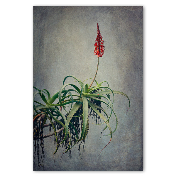 Aloe 2