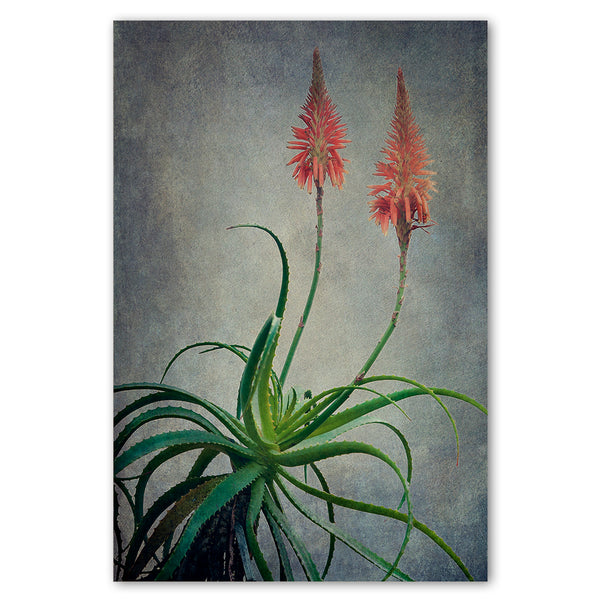 Aloe 3