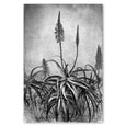 Aloe Grunge - 100x150cm Art print