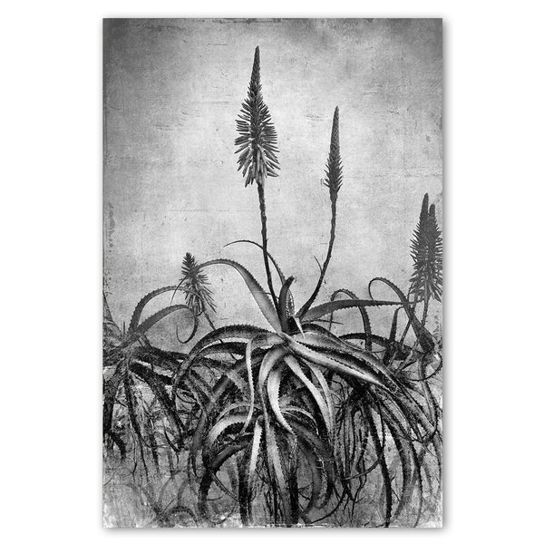 Aloe Grunge