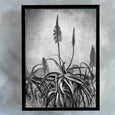 Aloe Grunge - 60x90cm Art print