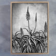Aloe Grunge - A0 (120x85cm) Art print