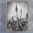 Aloe Grunge - 60x90cm Art print
