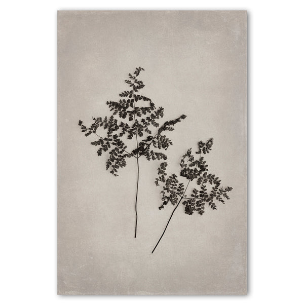 Art Forms in Nature 1