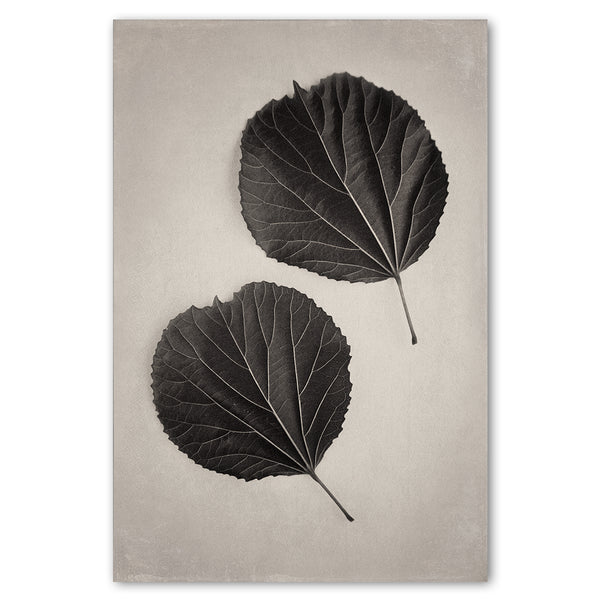 Art Forms in Nature 3