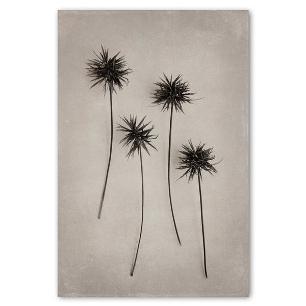 Art Forms in Nature 4