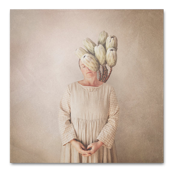 Bloom, Proteas - 1x 30x30cm Art Print, Unframed - ON SALE