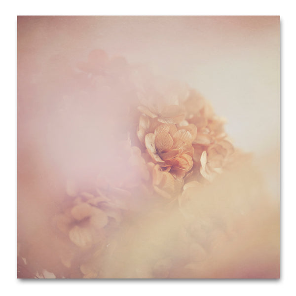 Blush Dreams - Hydrangea 2