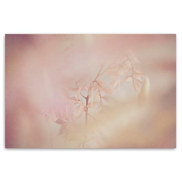 Blush Dreams 10