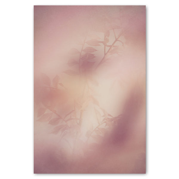 Blush Dreams 3