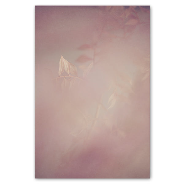 Blush Dreams 4
