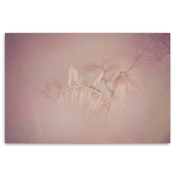 Blush Dreams 5