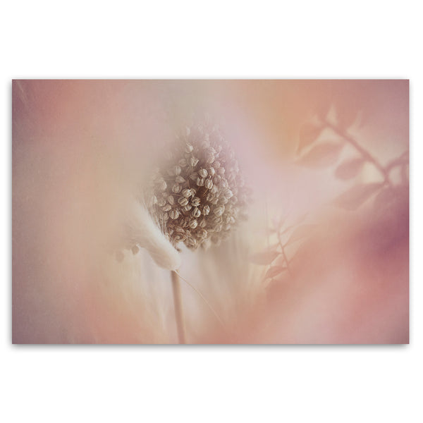 Blush Dreams 7