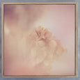 Blush Dreams - 3x Square Art prints