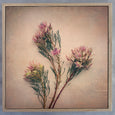 Blushing Brides - 3x Square Art prints