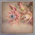 Blushing Brides - 3x Square Art prints