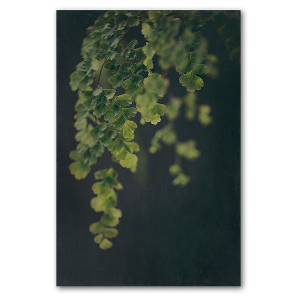 Dark Foliage 1