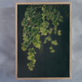 Dark Foliage - 2x Large Art prints